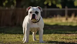 American Bulldog